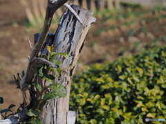 お茶っ葉