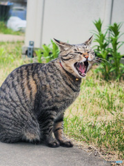 あくび猫