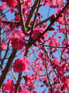 梅の花③