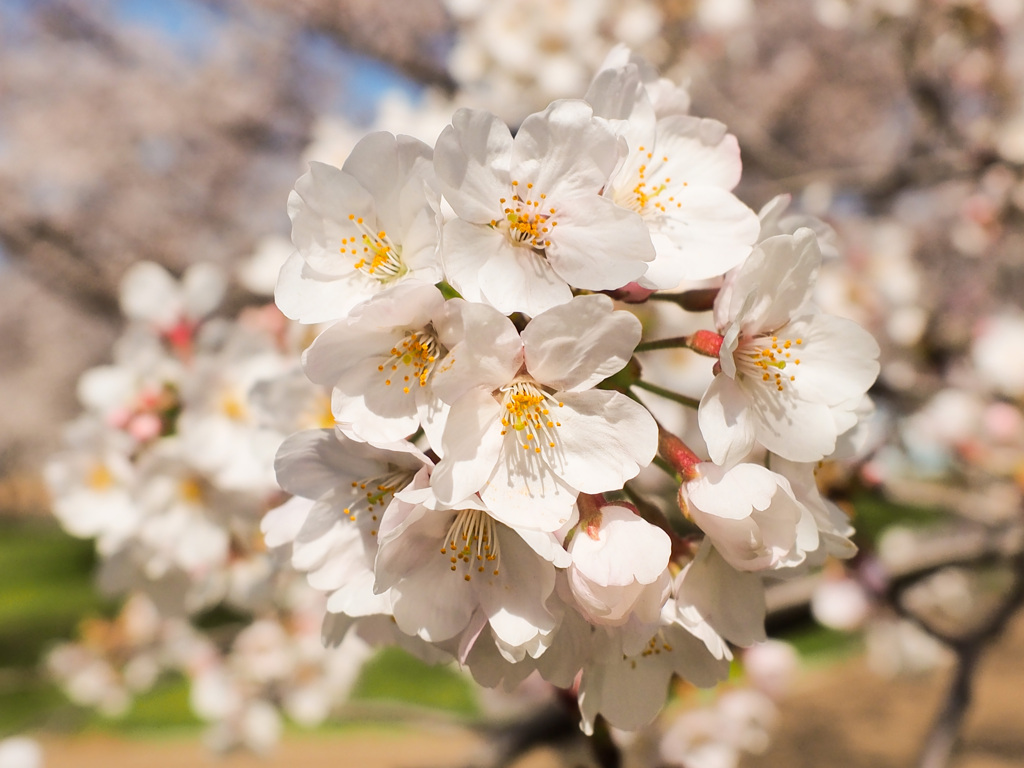 桜