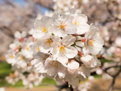 桜