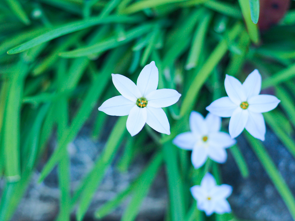 お花