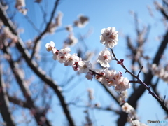 梅の花②