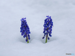 雪にも負けず