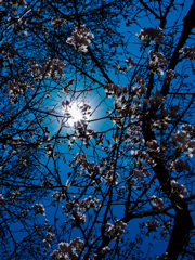 逆光桜
