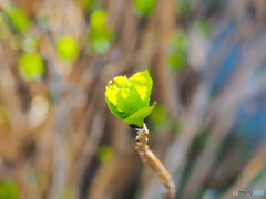 芽吹き