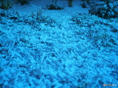 積雪2センチメートル