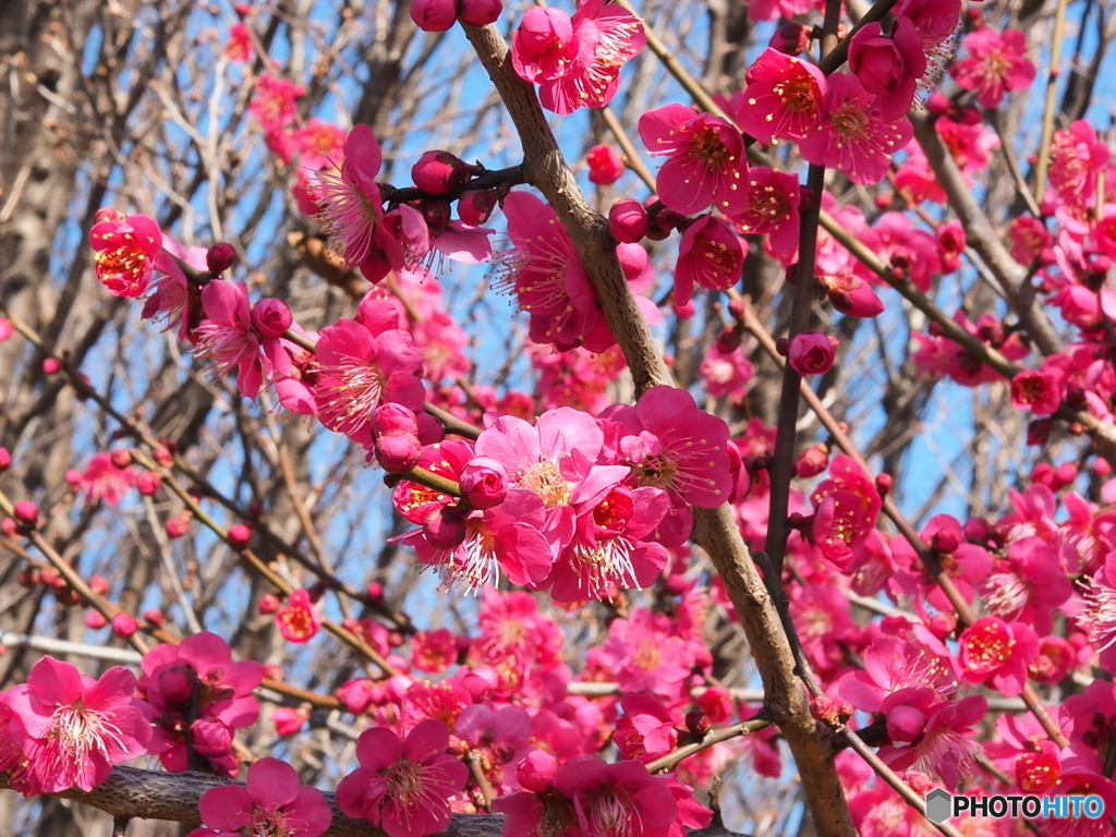 梅の花①