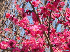 梅の花①
