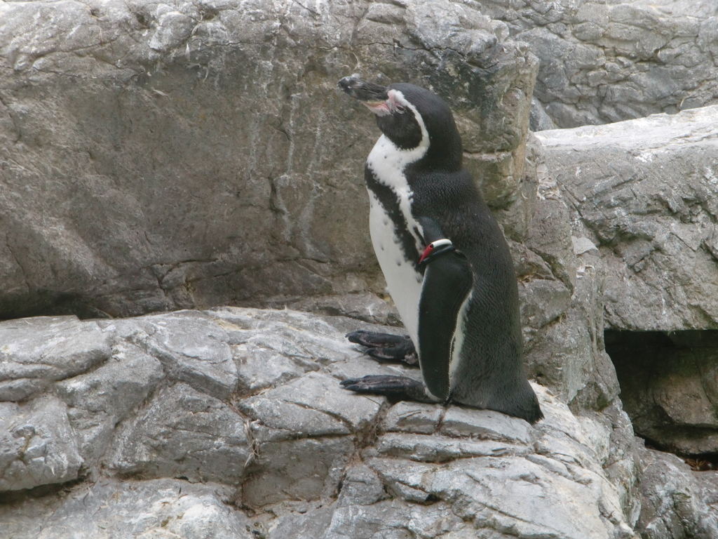 ペンギン