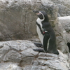 ペンギン