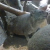 ケープハイラックス