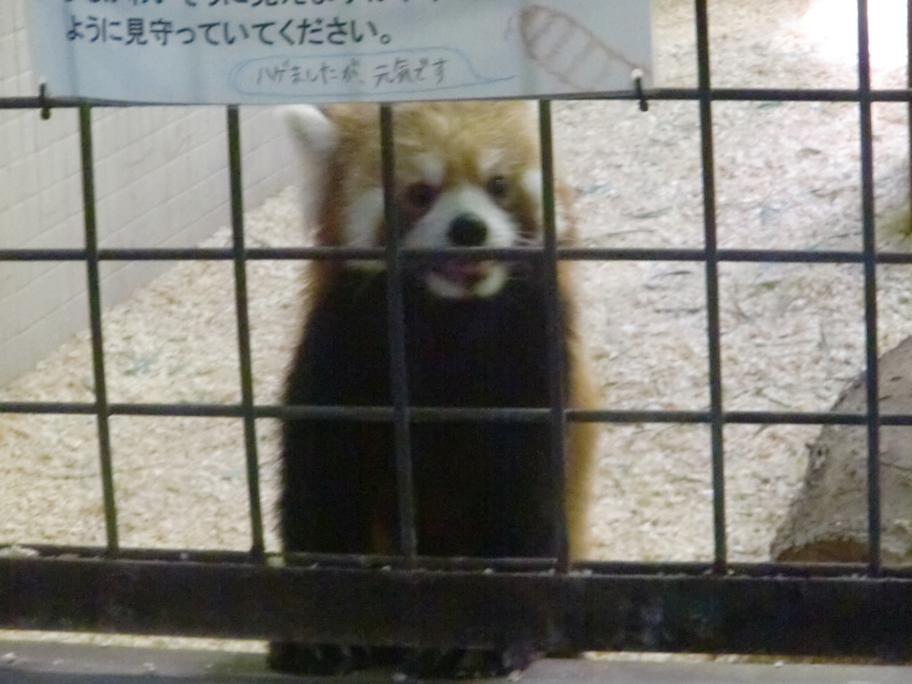 レッサーパンダ