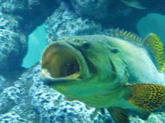 サカナ