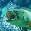 サカナ
