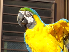 インコ