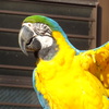 インコ