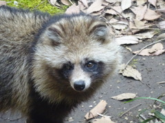 タヌキ