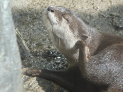 カワウソ