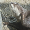 カワウソ