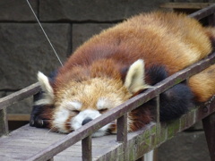 レッサーパンダ