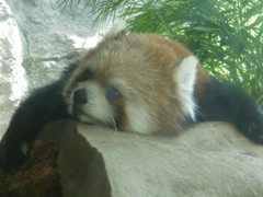 レッサーパンダ