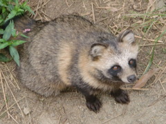 タヌキ