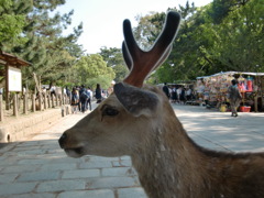 シカ