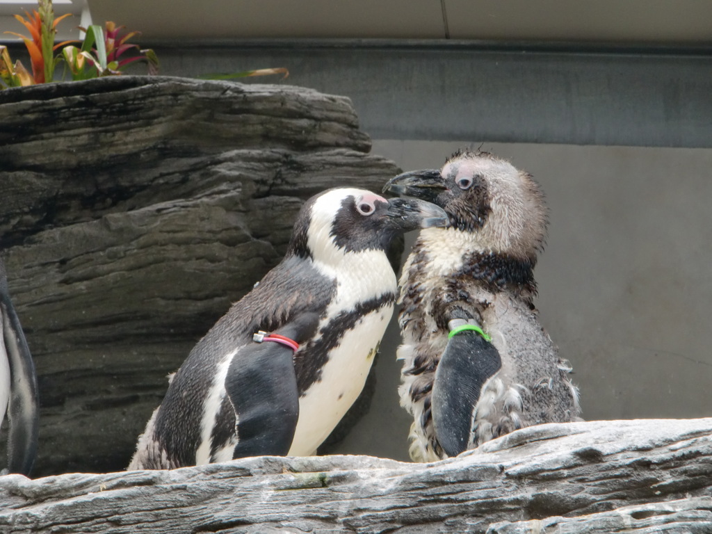 ペンギン