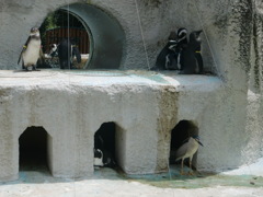 ペンギン+