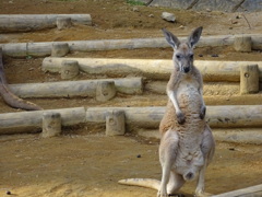 カンガルー