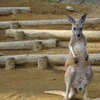カンガルー