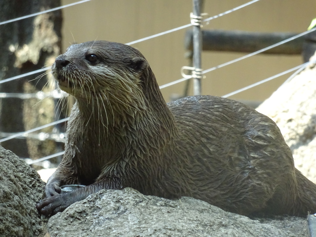 カワウソ