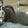 カワウソ