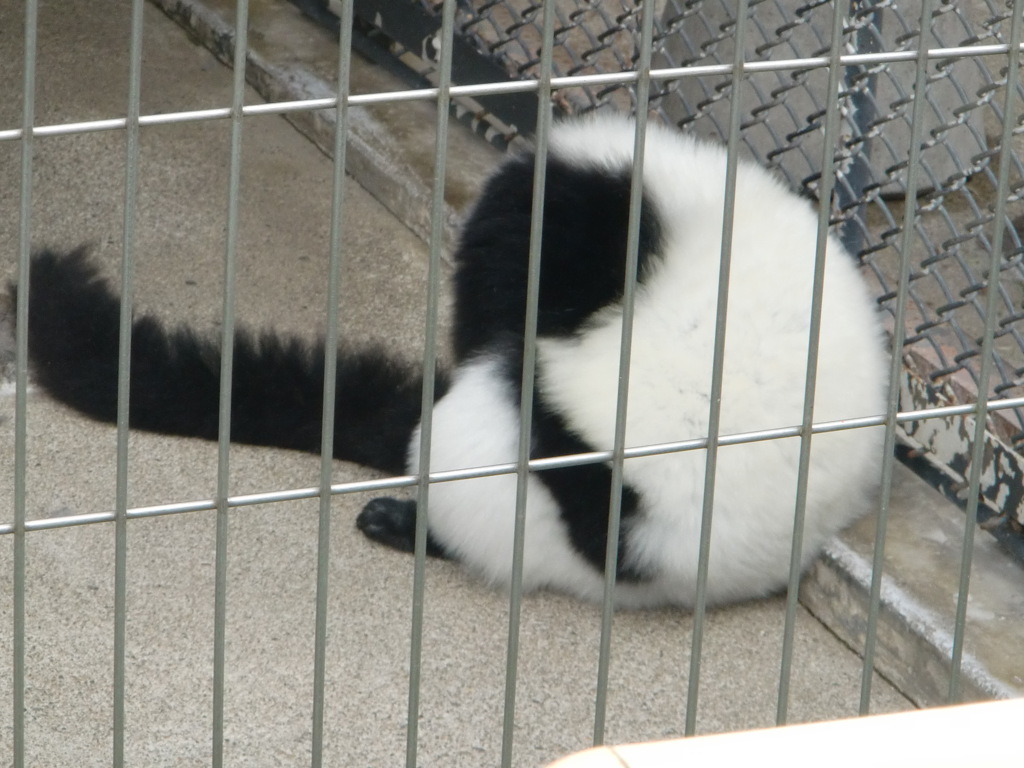 シロクロエリマキキツネザル