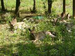 カンガルー