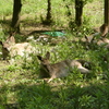 カンガルー