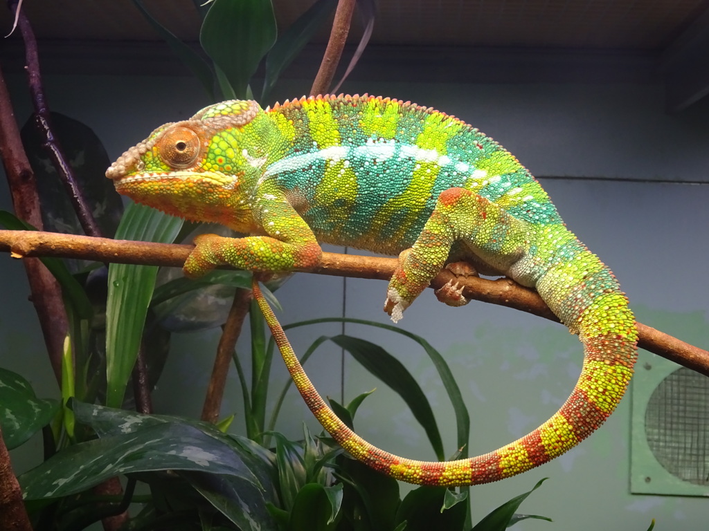 ハチュウルイ