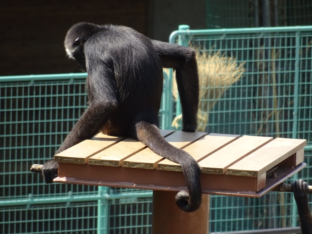 サル