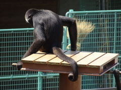 サル
