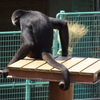 サル