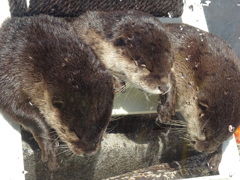 カワウソ