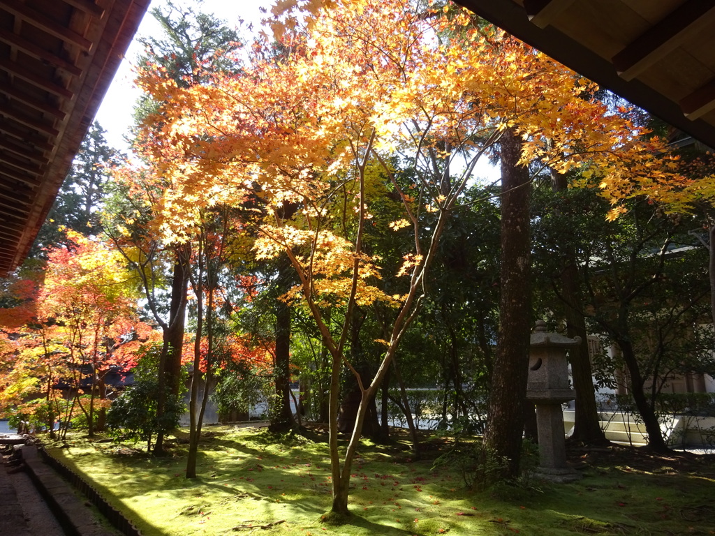 京都・紅葉