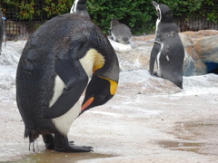 ペンギン