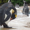 ペンギン
