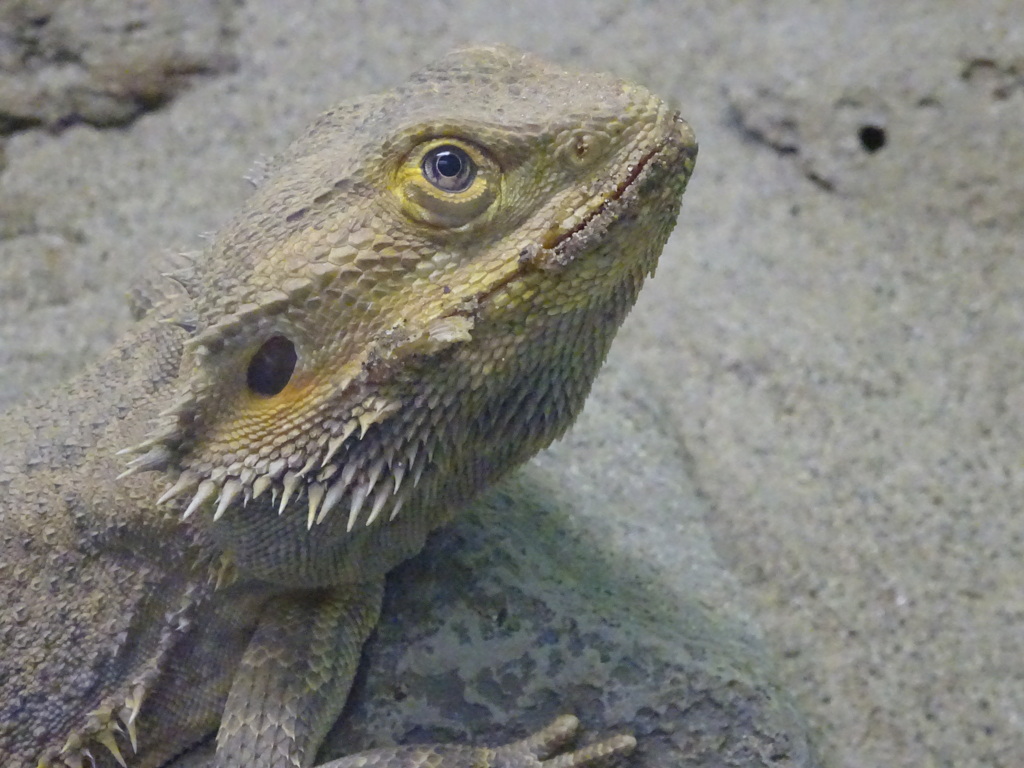 ハチュウルイ