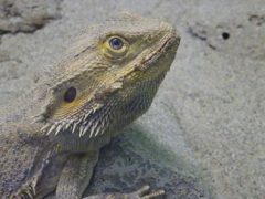 ハチュウルイ