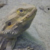 ハチュウルイ