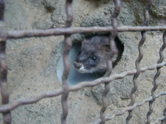 イタチ