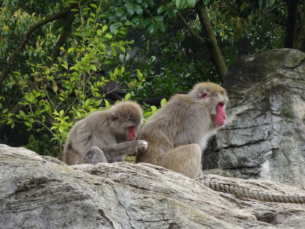サル